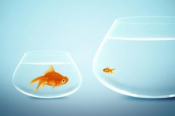 A big goldfish in a small bowl next to a small goldfish in a big bowl